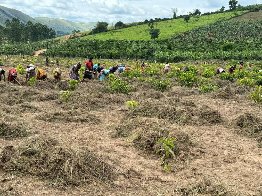 Tarl Eco Farms coffee estate