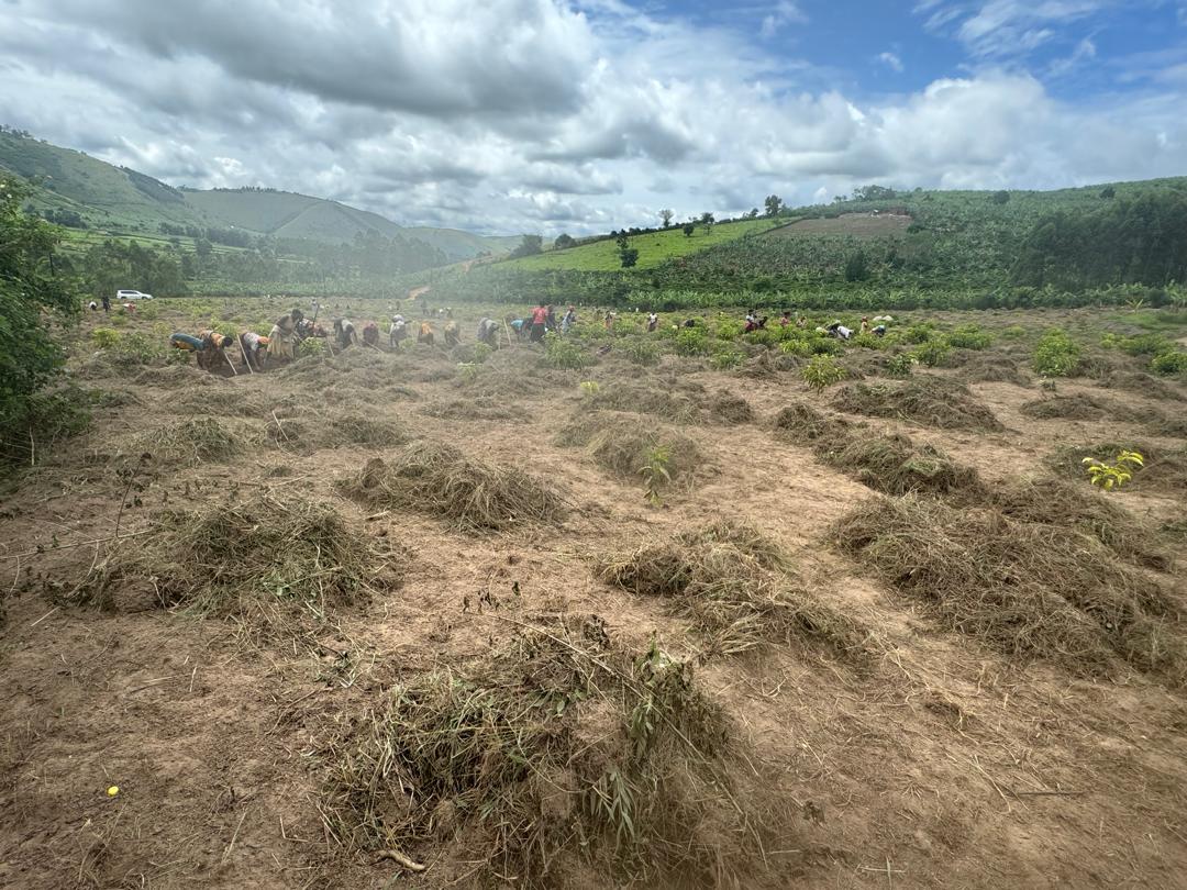 Robusta coffee estate in the Ankole highlands of Western Uganda