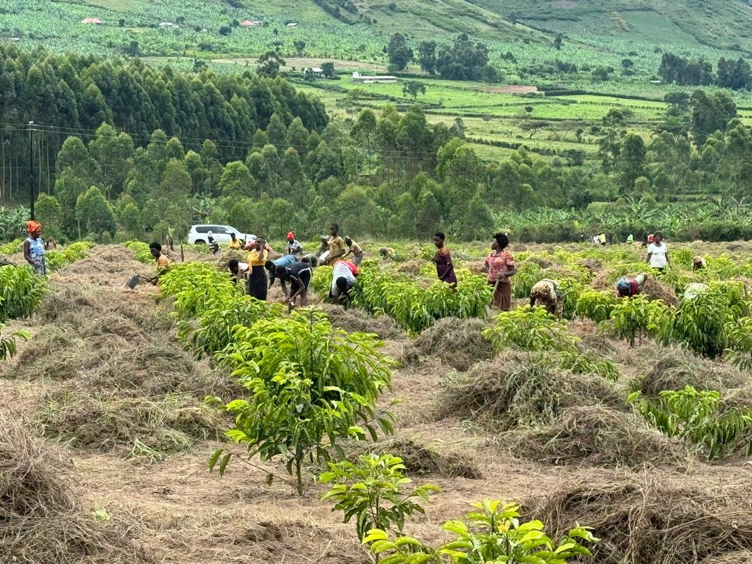 Community farming operations in Ntungamo