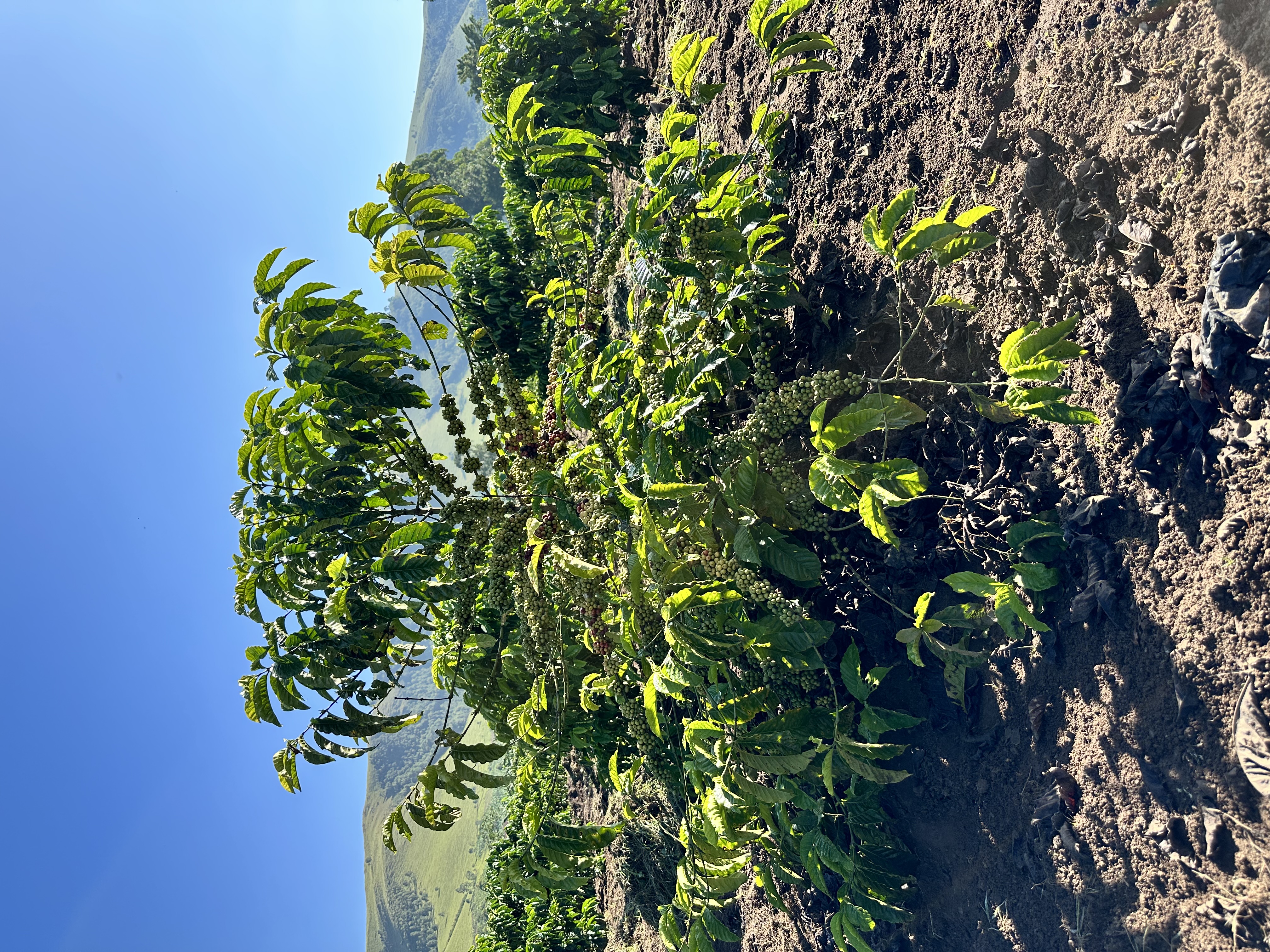 Robusta coffee tree against the Ankole blue sky